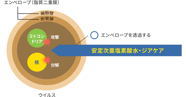 ウイルス不活性試験